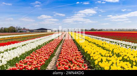 Verschiedene Tulpenarten im Feld in den Niederlanden Stockfoto