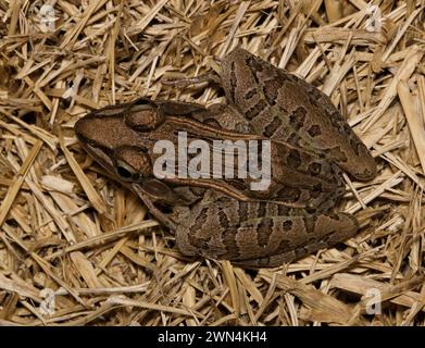 Südlicher Leopardenfrosch (Lithobates sphenocephalus) auf totem Gras, dorsaler Blick in Houston, Texas USA. Auch Rana sphenocephala genannt, aus den USA Stockfoto