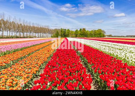 Verschiedene Tulpenarten im Feld in den Niederlanden Stockfoto
