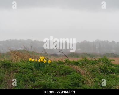 Sheerness, Kent, Großbritannien. Februar 2024. Wetter in Großbritannien: Ein nasser Nachmittag in Sheerness, Kent. Quelle: James Bell/Alamy Live News Stockfoto