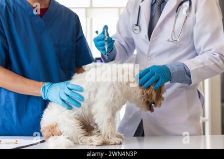 Tierarzt ist für Welpen geimpft, um übertragbare Krankheiten zu verhindern, nachdem Tierarzt hat eine jährliche Gesundheitsprüfung für Hund. Konzept des Mitbringens Stockfoto