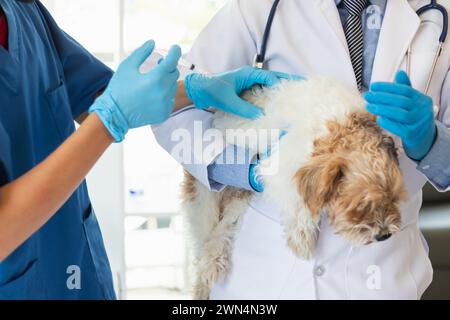 Tierarzt ist für Welpen geimpft, um übertragbare Krankheiten zu verhindern, nachdem Tierarzt hat eine jährliche Gesundheitsprüfung für Hund. Konzept des Mitbringens Stockfoto