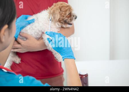 Tierarzt ist für Welpen geimpft, um übertragbare Krankheiten zu verhindern, nachdem Tierarzt hat eine jährliche Gesundheitsprüfung für Hund. Konzept des Mitbringens Stockfoto