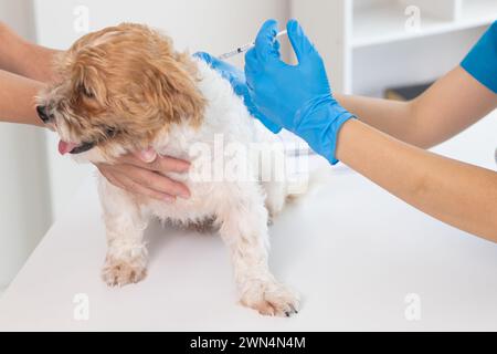 Tierarzt ist für Welpen geimpft, um übertragbare Krankheiten zu verhindern, nachdem Tierarzt hat eine jährliche Gesundheitsprüfung für Hund. Konzept des Mitbringens Stockfoto