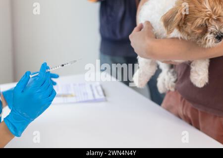 Tierarzt ist für Welpen geimpft, um übertragbare Krankheiten zu verhindern, nachdem Tierarzt hat eine jährliche Gesundheitsprüfung für Hund. Konzept des Mitbringens Stockfoto