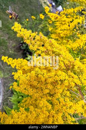 12.08.2023, Berlin, DE - Honigbiene mit Pollenhoeschen im Anflug auf einen gelb bluehenden Strauch. Anflug, APIs, APIs mellifera, aussen, Aussenaufnahme, Berlin, bestaeuben, Bestaeuber, Biene, Biologie, Bluehen, Bluehend, Bluete, Blueten, Bluetenstand, Botanik, Botanik, Close-up, deutsch, Deutschland, Europa, europaeisch, Fauna, Flora, gelb, Gewaechs, HF, Hochformat, Honigbien, Insekt, Jahreszeit, Natur, niemand, Pflanze, Pflanzenwelt, Pollen, Pollenhoeschen, Sommer, Straucht, Tier, Tierreich, Tierwelt, Westeuropa, Wirbellose 230812D044BERLIN.JPG *** 12 08 2023, Berlin, GER Honigbiene mit p Stockfoto