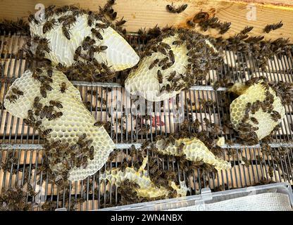 30.08.2023, Berlin, DE - Bienen haben Wabenzellen auf einem Absperrgitter gebaut. Absperrgitter, Aussen, Aussenaufnahme, Berlin, Bienenbeute, Bienenkunde, Bienenstock, Bienenvolk, Bienenwaben, Bienenwachs, Brutwaben, Brutzellen, deutsch, Deutschland, Draufsicht, Europa, europaeisch, europäisch, Gitter, Honigwaben, Honigzellen, Jahreszeit, Sommer, Vogelperspektive, Waben, Wabenbau, Wabenzellen, Wachs, Westeuropa, Wildbau, Zellen 230830D059BERLIN.JPG *** 30 08 2023, Berlin, GER Bienen haben Wabenzellen auf einem Barrierenraster gebaut, außen, Außenaufnahme, Berlin, Bienenstock, beehive Sci Stockfoto