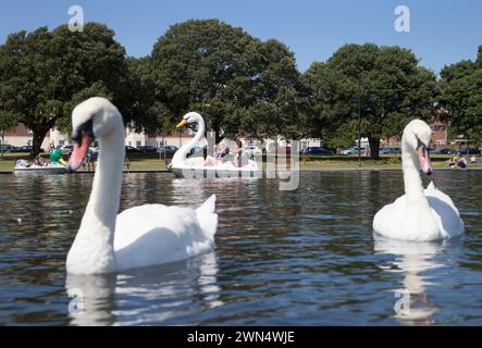 31/07/15 als das Sommerwetter endlich eintrifft, strömen die Menschen in Booten auf dem Southsea Canoe Lake in Hampshire nach Swan-around. Alle Rechte vorbehalten - F Stop PR Stockfoto
