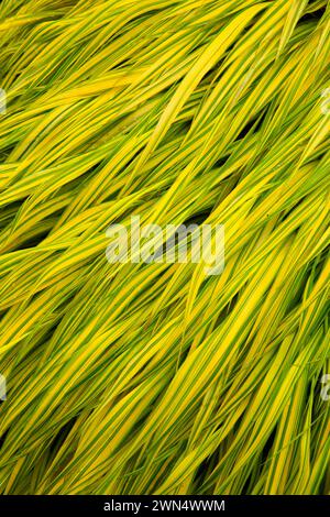 Japanische Wald Gras (Hakonechloa macra), Oregon Garten, Silverton, Oregon Stockfoto