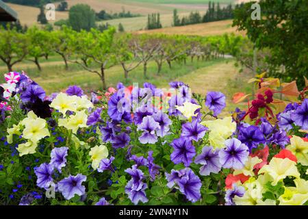 Blumen, Perryhill Farm, Polk County, Oregon Stockfoto