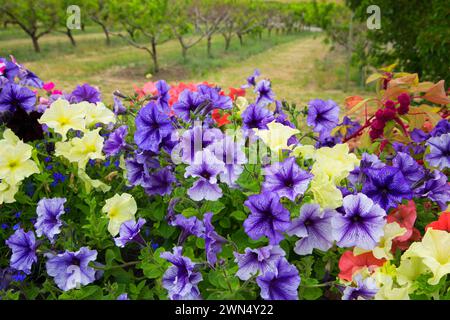 Blumen, Perryhill Farm, Polk County, Oregon Stockfoto