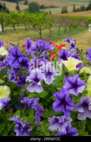 Blumen, Perryhill Farm, Polk County, Oregon Stockfoto