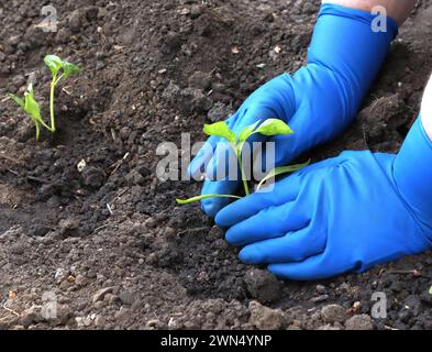 Bild der Hände in Handschuhen, die Setzlinge Pflanzen. Stockfoto