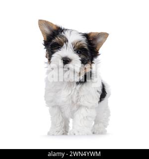 Niedlicher Biewer Terrier-Hündchen, der nach vorne mit dem Schwanz nach oben steht. Blick auf die Kamera. Isoliert auf weißem Hintergrund. Stockfoto