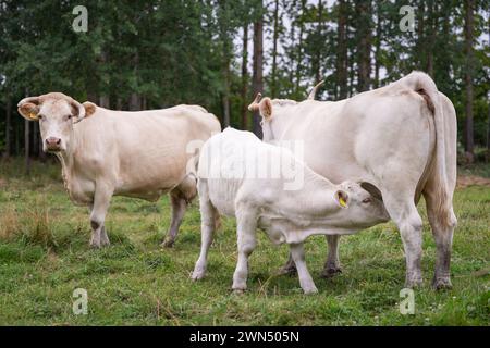 Nahaufnahme einer charolais-Kuh, die ihr Kalb stillt. Cremefarbene charolais-Katzenklammern. Stockfoto