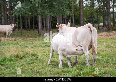 Nahaufnahme einer charolais-Kuh, die ihr Kalb stillt. Cremefarbene charolais-Katzenklammern. Stockfoto