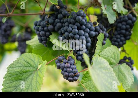 Reife dunkelblaue Trauben. Dunkelblaue Trauben auf einem Gewächshaushintergrund. Weinrebe im Gewächshaus. Blätter und dunkelblaue Trauben. Stockfoto