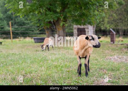 Kamerunenschaf, domestizierte Schafrasse aus Westafrika auf der Wiese. Kamerunische Rasse von Hausschafen. Stockfoto