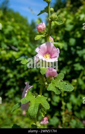 Weiß-rosa Blüten von Moschusmalve oder Lavatera mit einem gelben Zentrum beleuchtet von der Sonne im Innenhof des Hauses im Sommer. Malvenblüten, selektiv f Stockfoto