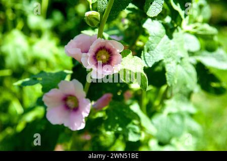 Weiß-rosa Blüten von Moschusmalve oder Lavatera mit einem gelben Zentrum beleuchtet von der Sonne im Innenhof des Hauses im Sommer. Malvenblüten, selektiv f Stockfoto