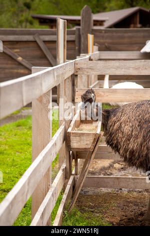 Der australische Strauß emu, bekannt als Dromaius novaehollandiae, ist der zweitgrößte lebende Vogel der Welt. Emu ist flugunfähiger Vogel und heimisch in Austral Stockfoto