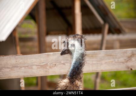 Der australische Strauß emu, bekannt als Dromaius novaehollandiae, ist der zweitgrößte lebende Vogel der Welt. Farmerzucht von Straußen Stockfoto