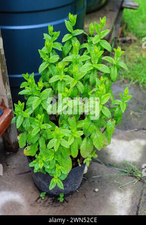 Spearmint, eine Art von Minze, die wissenschaftlich als Mentha spicata klassifiziert wurde, auch bekannt als Gartenminze, gewöhnliche Minze, Lammminze und Makrele Minze, England, Stockfoto