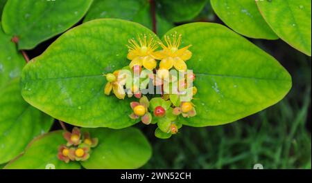 Hypericum androsaemum, die Strauchstraße Johanniskraut, eine blühende Pflanze aus der Familie der Hypericaceae. Allgemein als Tutsan oder süß-Bernstein bezeichnet, England, Großbritannien Stockfoto