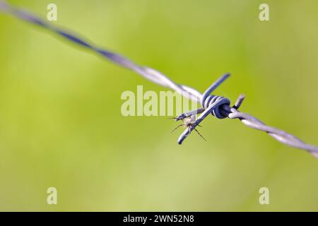 Eine kleine Spinne, die auf dem Dorn eines Drahtzauns angehalten hat Stockfoto