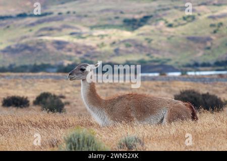 Guanaco in typisch patagonischer Landschaft von der Seite gesehen. Stockfoto