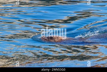 Seelöwen schwimmen mit nur einem Kopf in der Nähe der isla magdalena in punta Arenas chiles patagonien Stockfoto