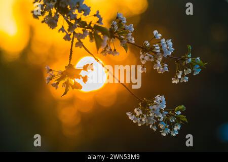 Eine ruhige Aufnahme, die die Schönheit des Frühlings zeigt, während die untergehende Sonne ein warmes Leuchten hinter den zarten Blüten eines Apfelbaums in Schweden ausstrahlt. Der Blo Stockfoto