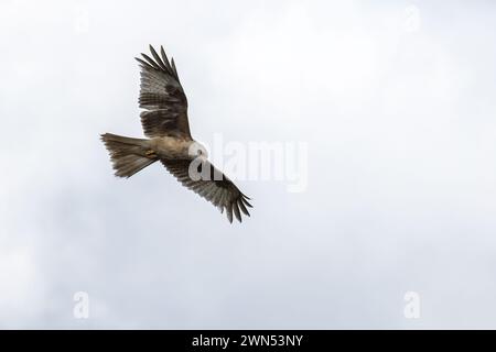 Extrem seltener weißer roter Drachen, der vermutlich einer von zehn auf der Welt ist. Der Raubvogel hat einen Zustand namens Leuzismus - Givin Stockfoto