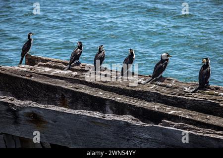 Kormorane (Phalacrocoracidae) auf dem Holzsteg in Busselton, Western Australia, Australien Stockfoto