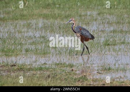 Goliath-Reiher (Ardea goliath) auf Nahrungssuche Stockfoto