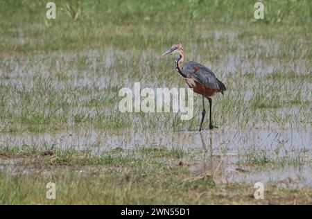 Goliath-Reiher (Ardea goliath) auf Nahrungssuche Stockfoto