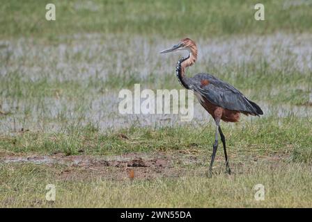 Goliath-Reiher (Ardea goliath) auf Nahrungssuche Stockfoto