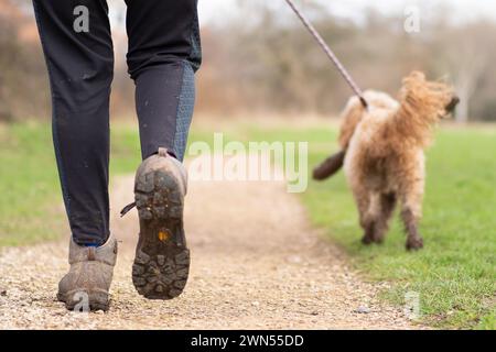 Niedriger pov, Nahaufnahme der Füße eines Hundegehers, die auf einem ländlichen Pfad mit Hahnenhahn an der Leine laufen, stolz mit einem großen Stock im Mund. Stockfoto
