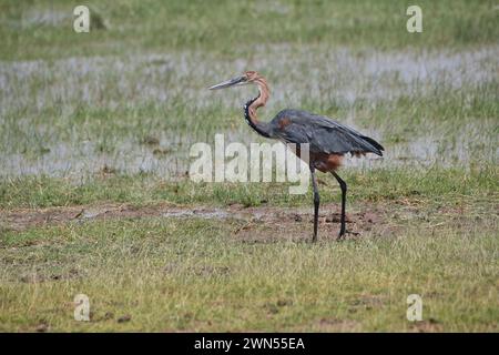 Goliath-Reiher (Ardea goliath) auf Nahrungssuche Stockfoto