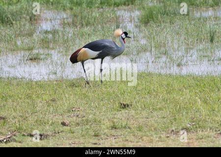 Grauer Kranich (Balearica regulorum), auch bekannt als der südliche Kranich Stockfoto