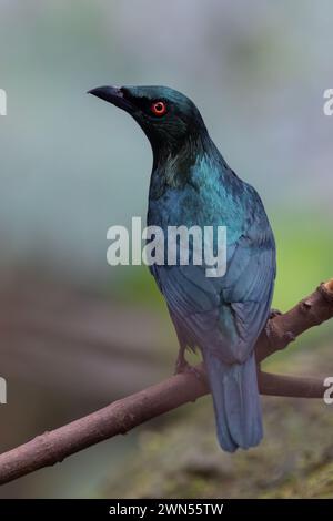 Asiatischer Feenvogel (Irena puella), der auf einem Ast thront Stockfoto