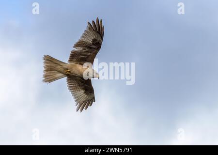 Extrem seltener weißer roter Drachen, der vermutlich einer von zehn auf der Welt ist. Der Raubvogel hat einen Zustand namens Leuzismus - Givin Stockfoto