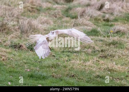 Extrem seltener weißer roter Drachen, der vermutlich einer von zehn auf der Welt ist. Der Raubvogel hat einen Zustand namens Leuzismus - Givin Stockfoto