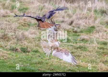 Extrem seltener weißer roter Drachen, der vermutlich einer von zehn auf der Welt ist. Der Raubvogel hat einen Zustand namens Leuzismus - Givin Stockfoto