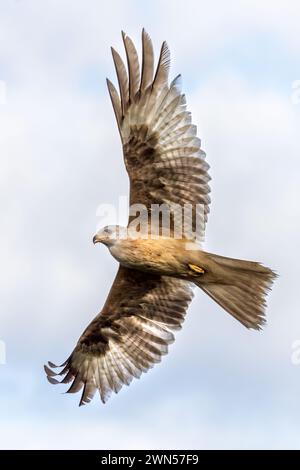 Extrem seltener weißer roter Drachen, der vermutlich einer von zehn auf der Welt ist. Der Raubvogel hat einen Zustand namens Leuzismus - Givin Stockfoto