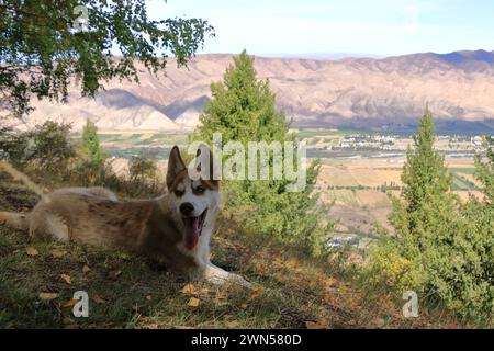 Ein Hund im Chong-Kemin-Nationalpark in Kirgisistan in Zentralasien Stockfoto