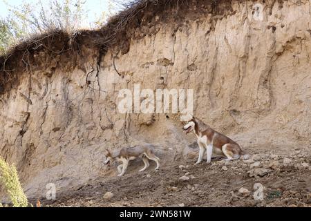 Hunde im Chong-Kemin-Nationalpark in Kirgisistan in Zentralasien Stockfoto