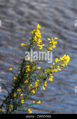 Gewöhnlicher Ginster blüht mit Wasser im Hintergrund. Stockfoto
