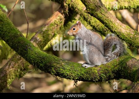 Niedliches graues Eichhörnchen, das auf einem moosbedeckten Zweig sitzt Stockfoto