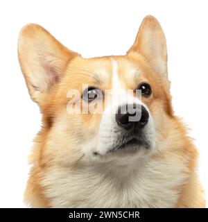 Welsh Corgi Pembroke Dog isoliert auf weißem Hintergrund im Studio Stockfoto